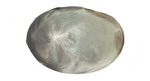 G -6 Hairpiece